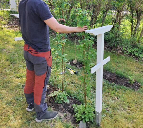 Hallonstolpar i par, inklusive jordankare